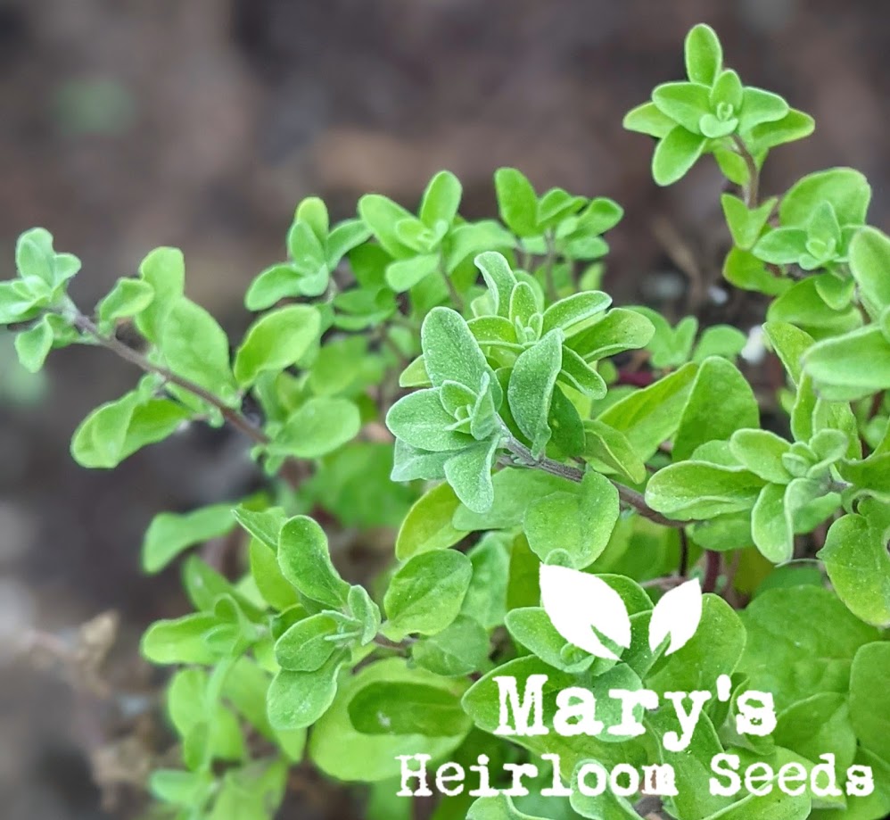 Growing Sweet Marjoram from Seed Mary's Heirloom Seeds