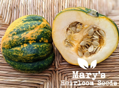 Growing Acorn Squash from Seed to Harvest