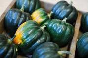 GROWING ORGANIC SQUASH FROM SEED TO HARVEST