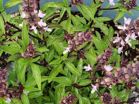 Seed Saving: Heirloom Basil