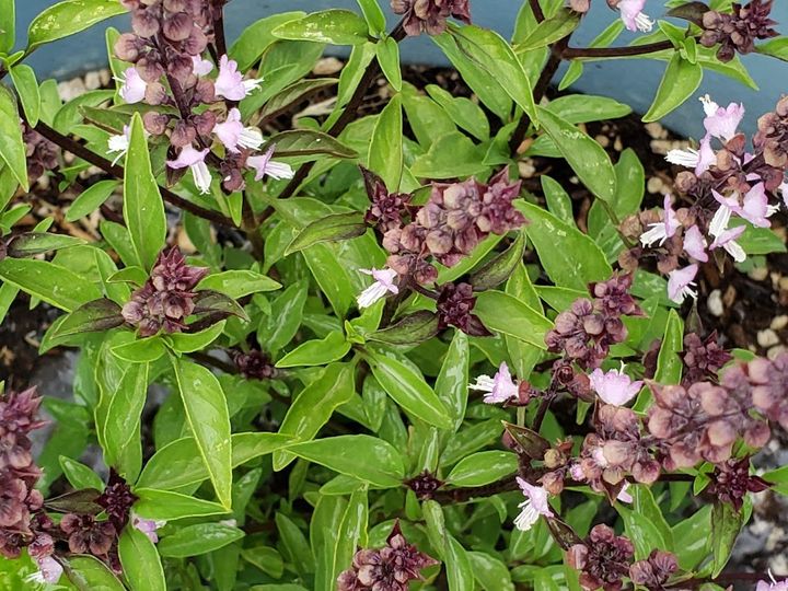 Seed Saving: Heirloom Basil  Mary's Heirloom Seeds