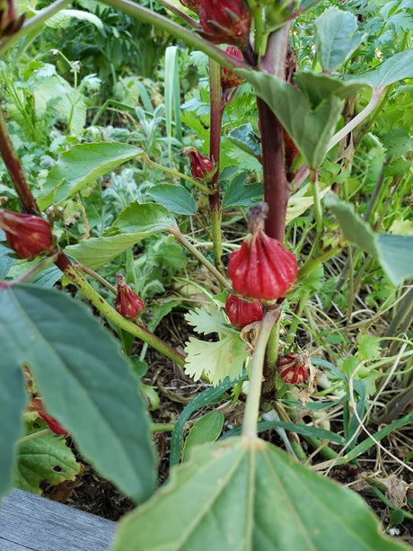 How to Grow Thai Roselle from Seed to Harvest