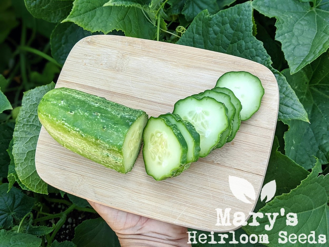 Heirloom Cucumber