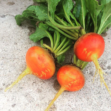Heirloom Beets