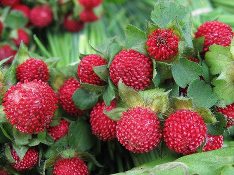 Berry Seeds