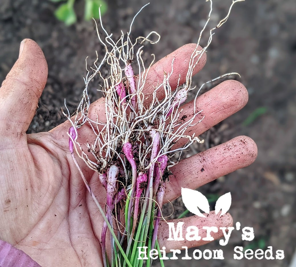 Heirloom Onions