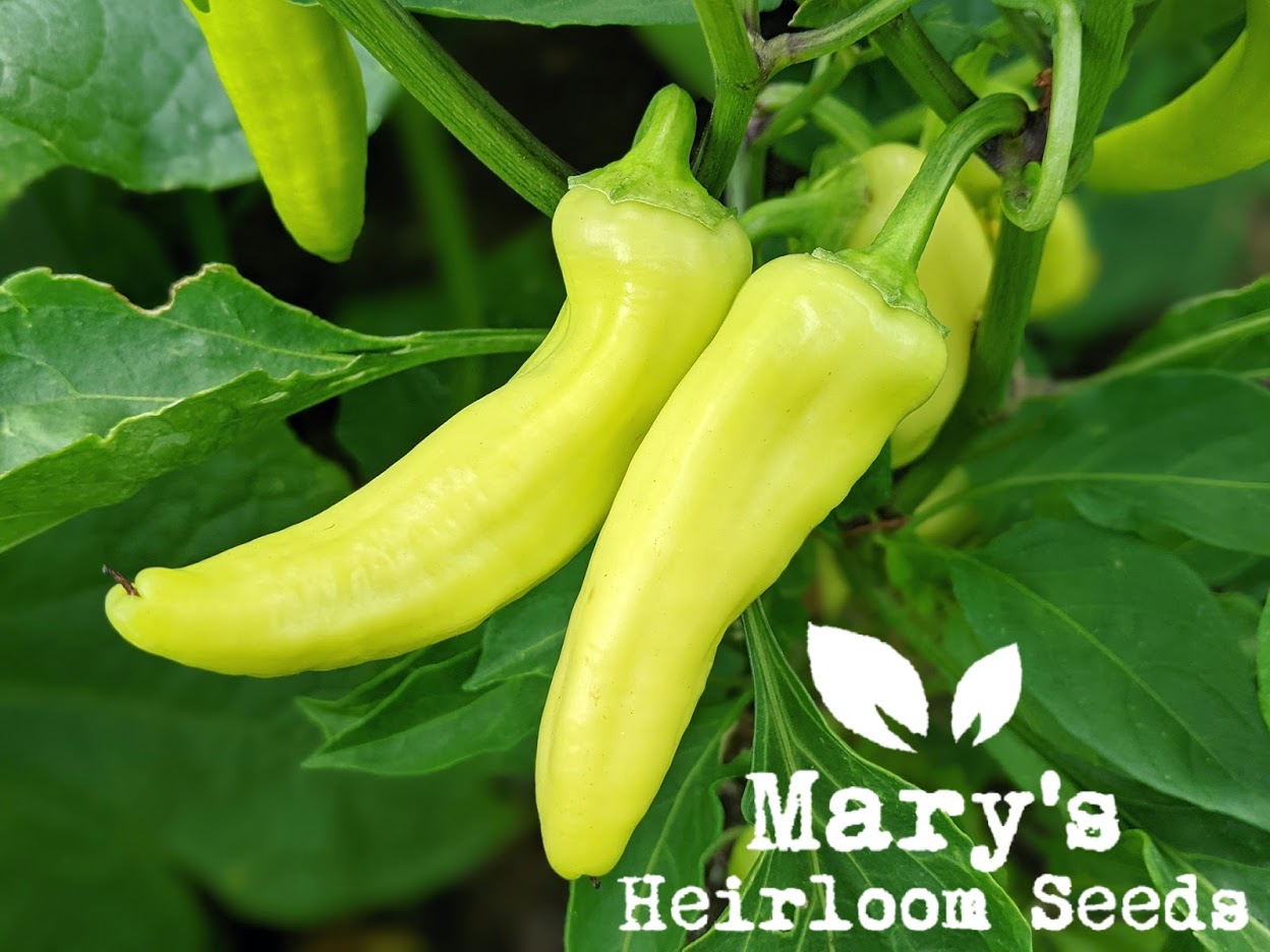 Heirloom Peppers