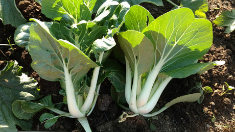 Heirloom Cabbage