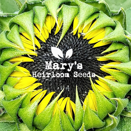 Sunflower Seeds