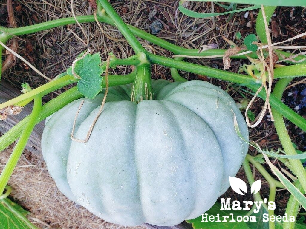 Squash & Pumpkin Seeds