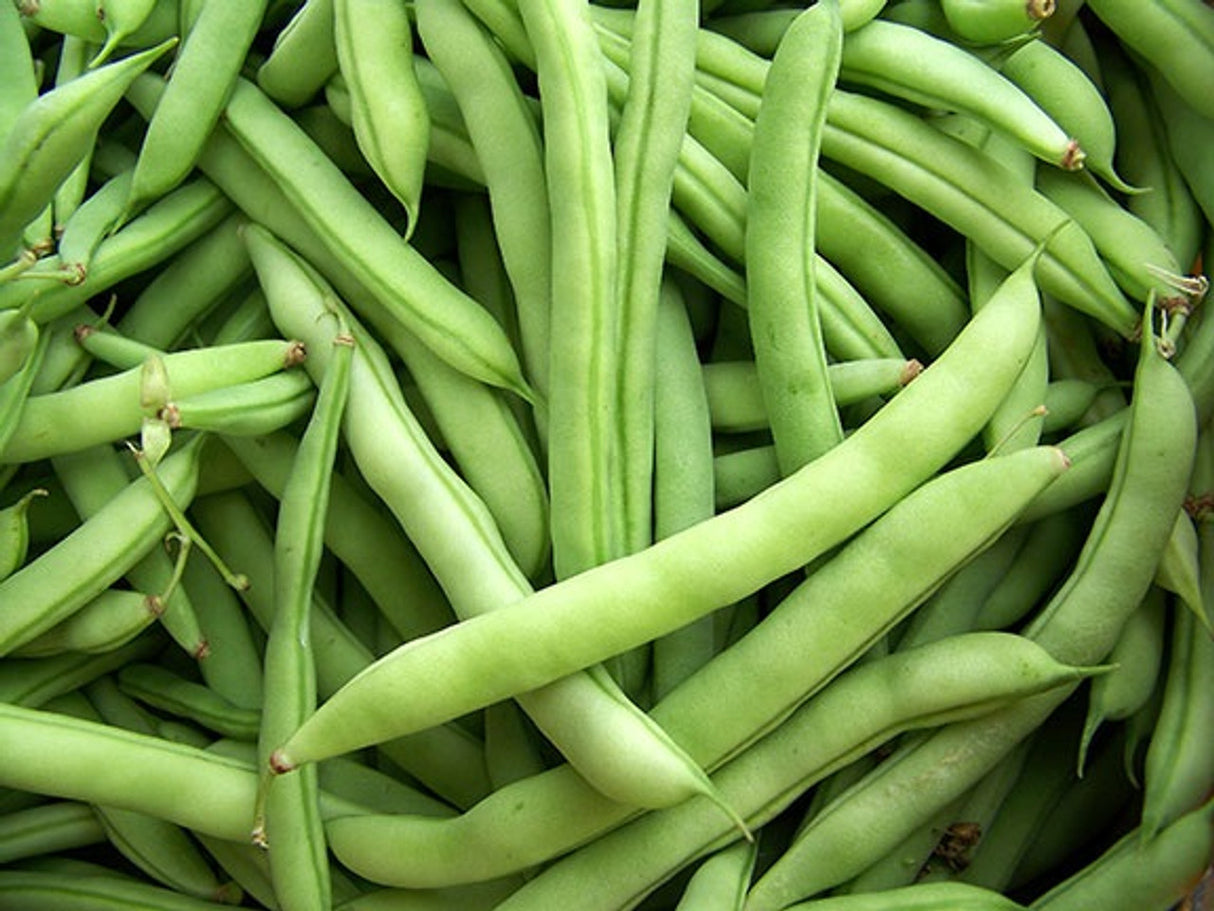 Mountaineer Half Runner Bean