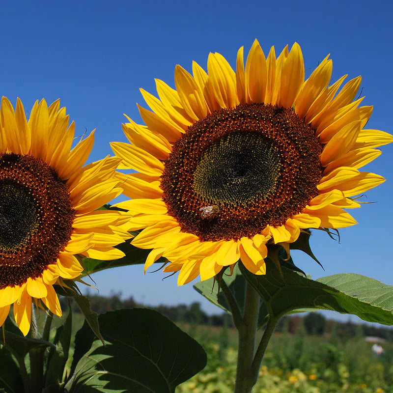 Taiyo Sunflower