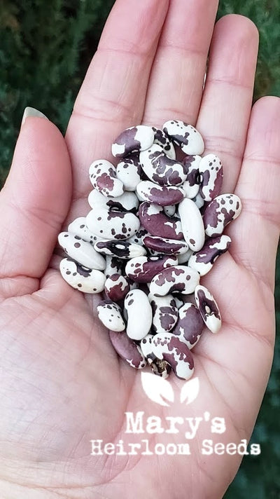 Heirloom Beans – Mary's Heirloom Seeds