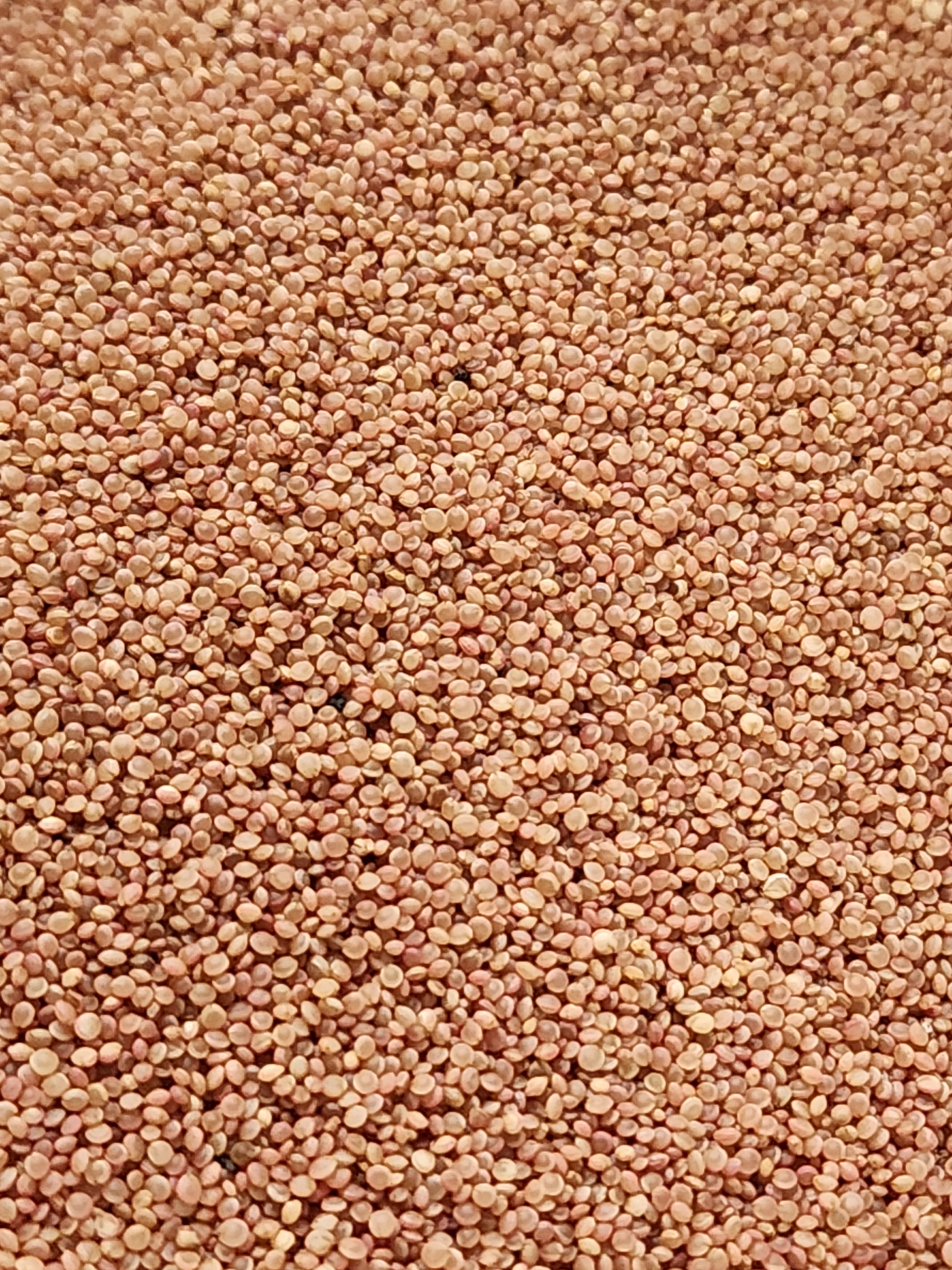 Mary's Heirloom Seeds Love Lies Bleeding Amaranth