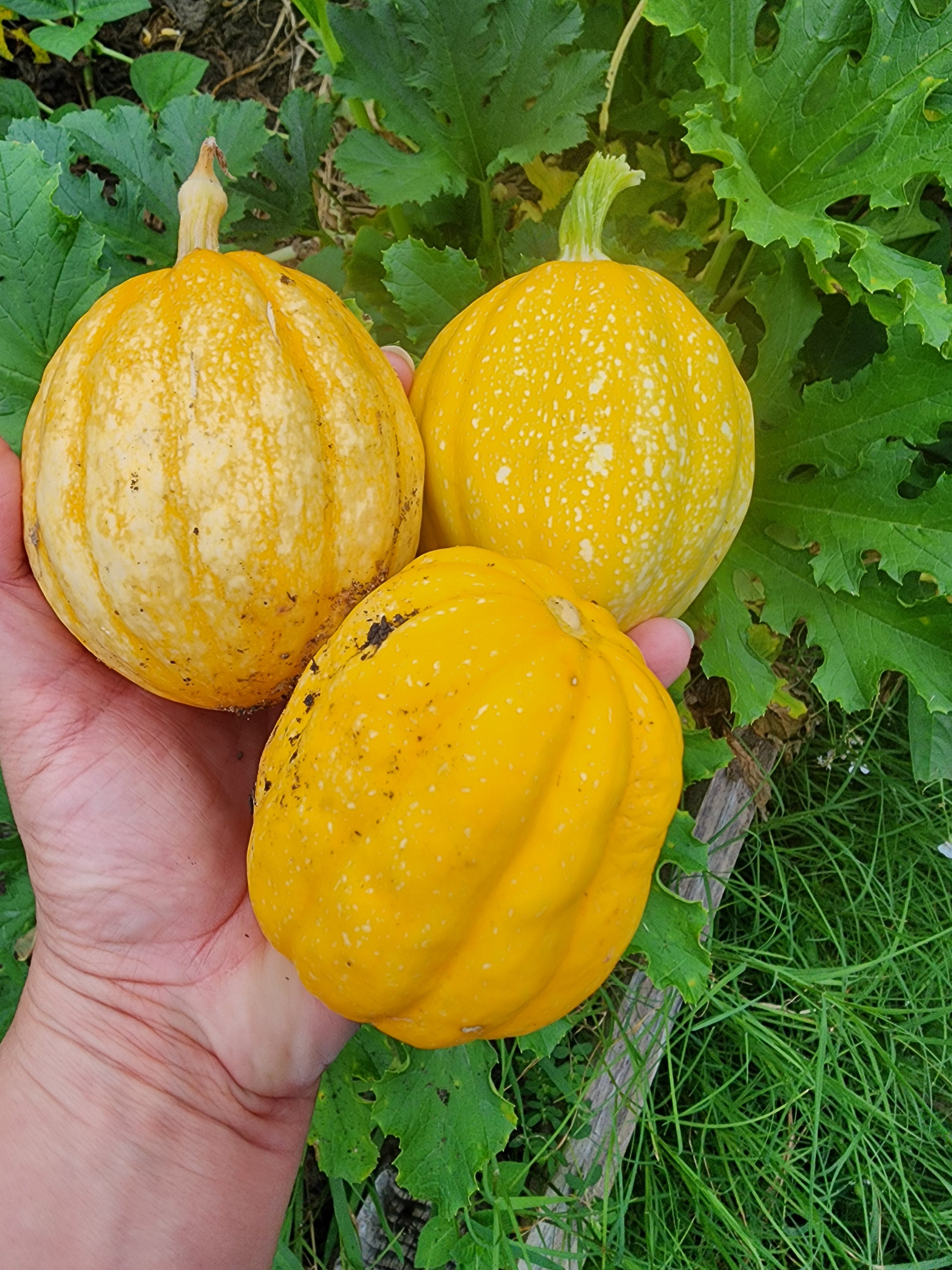 Mary's Heirloom Seeds Gill's Golden Pippen Acorn Squash