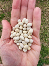June 2026 Seeds of The Month