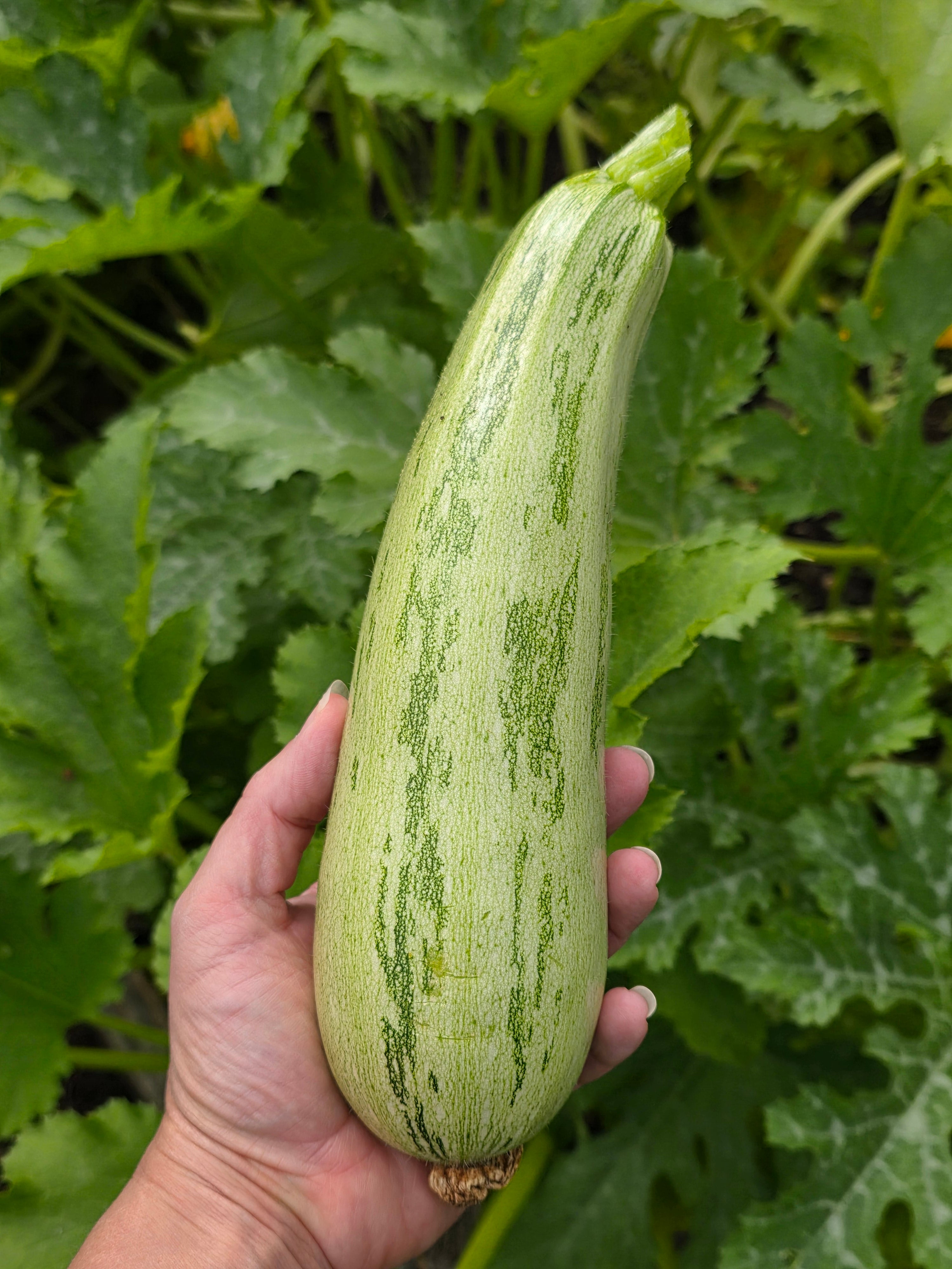 Bobby-Seeds Caserta Zucchinisamen – 15 Korn, Grün Gestreifte Italienische Spezialität