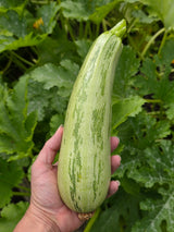Caserta Zucchini