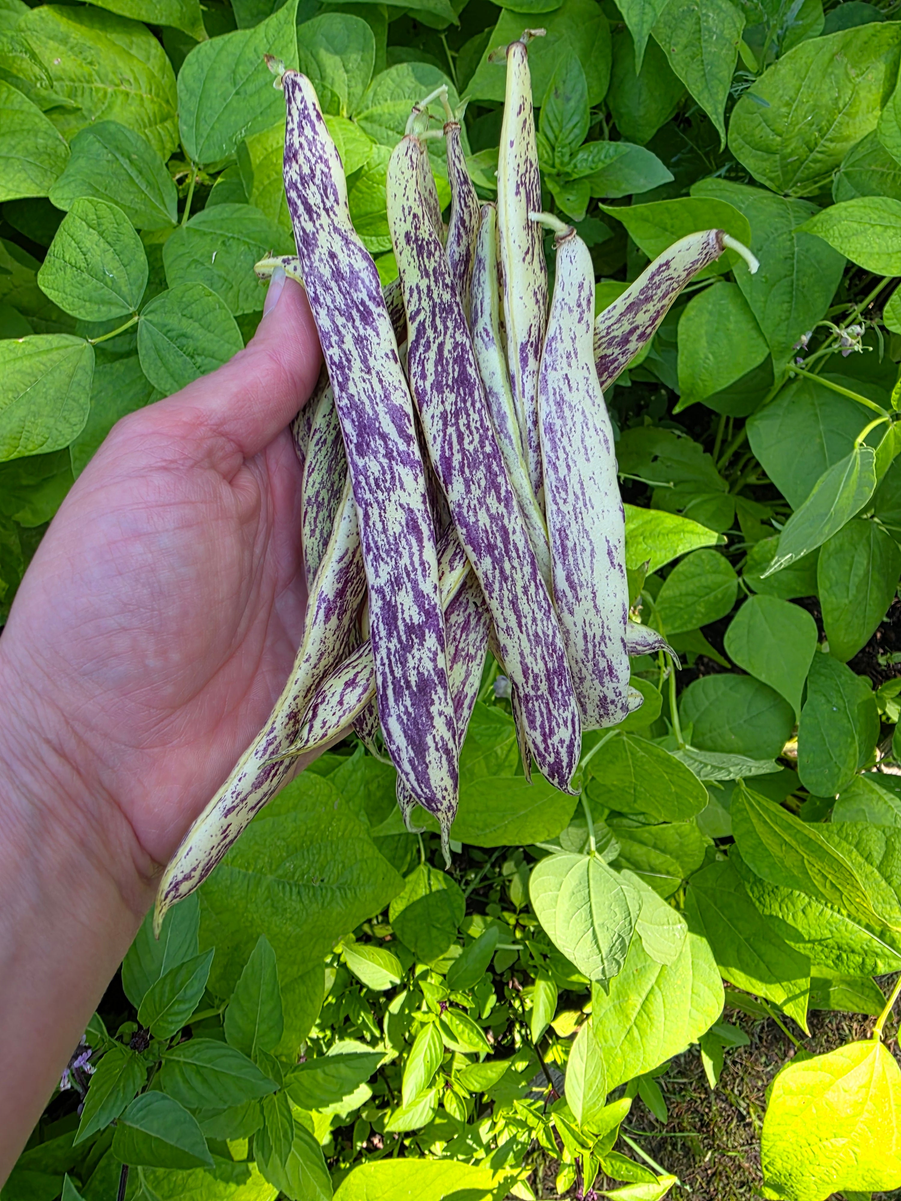 Dragon Tongue Bush Bean – Mary's Heirloom Seeds