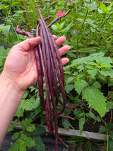 Chinese Red Noodle Bean