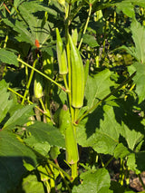 Heavy Hitter Okra