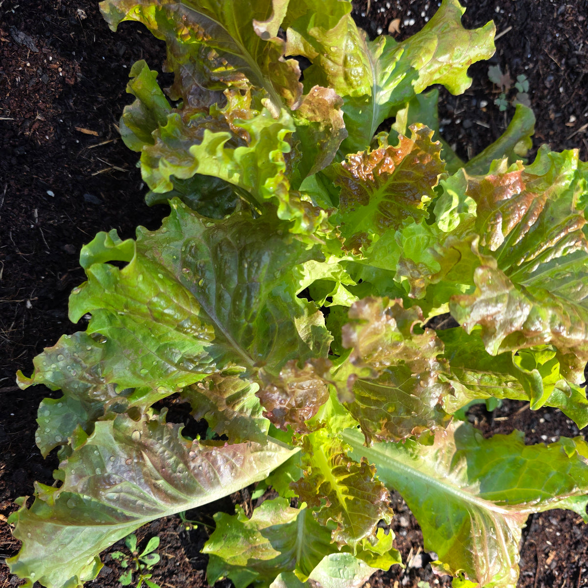 Red Sails Lettuce – Mary's Heirloom Seeds