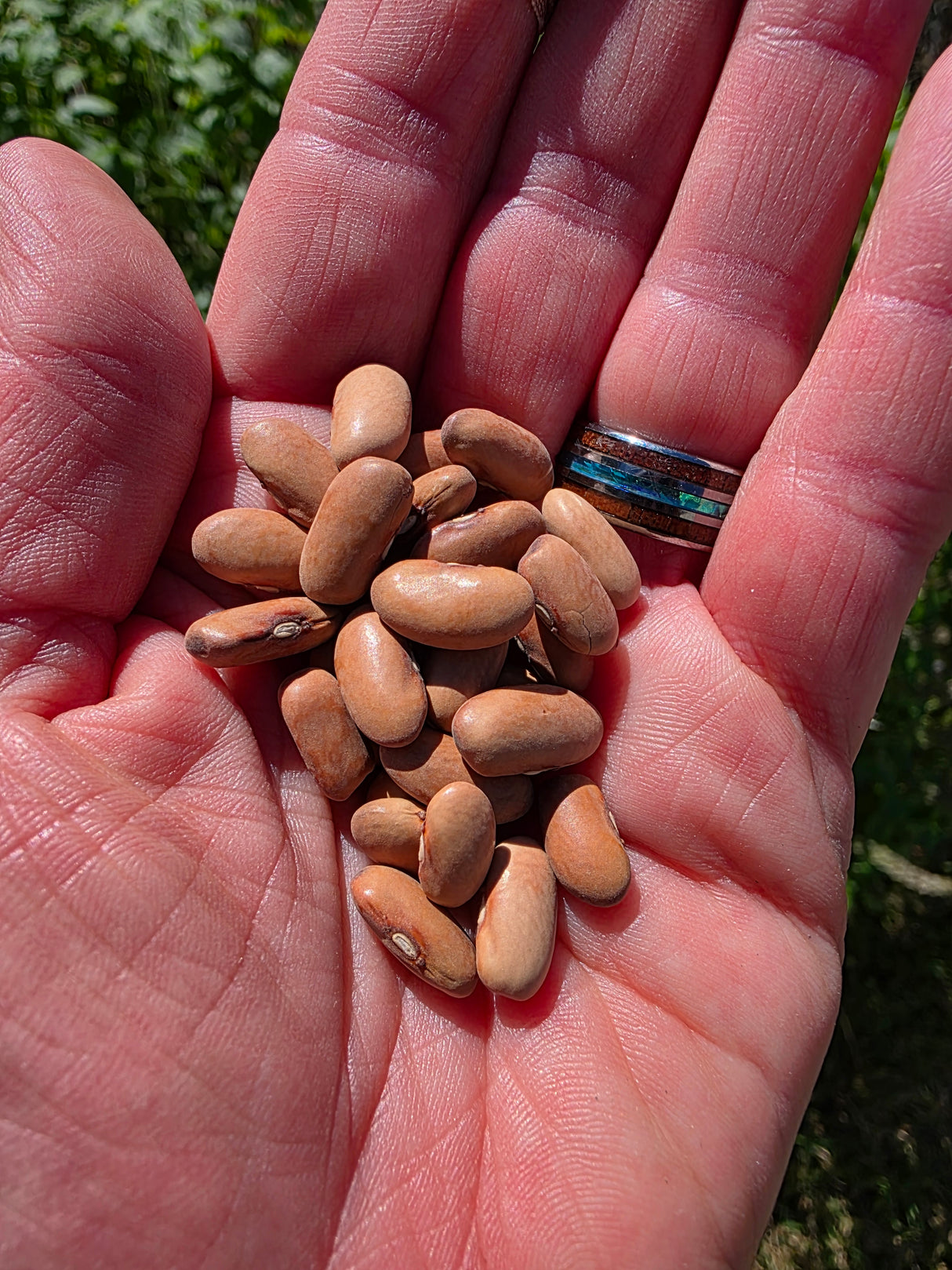 Arikara Yellow Bean