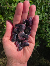 Golden Sunshine Runner Bean