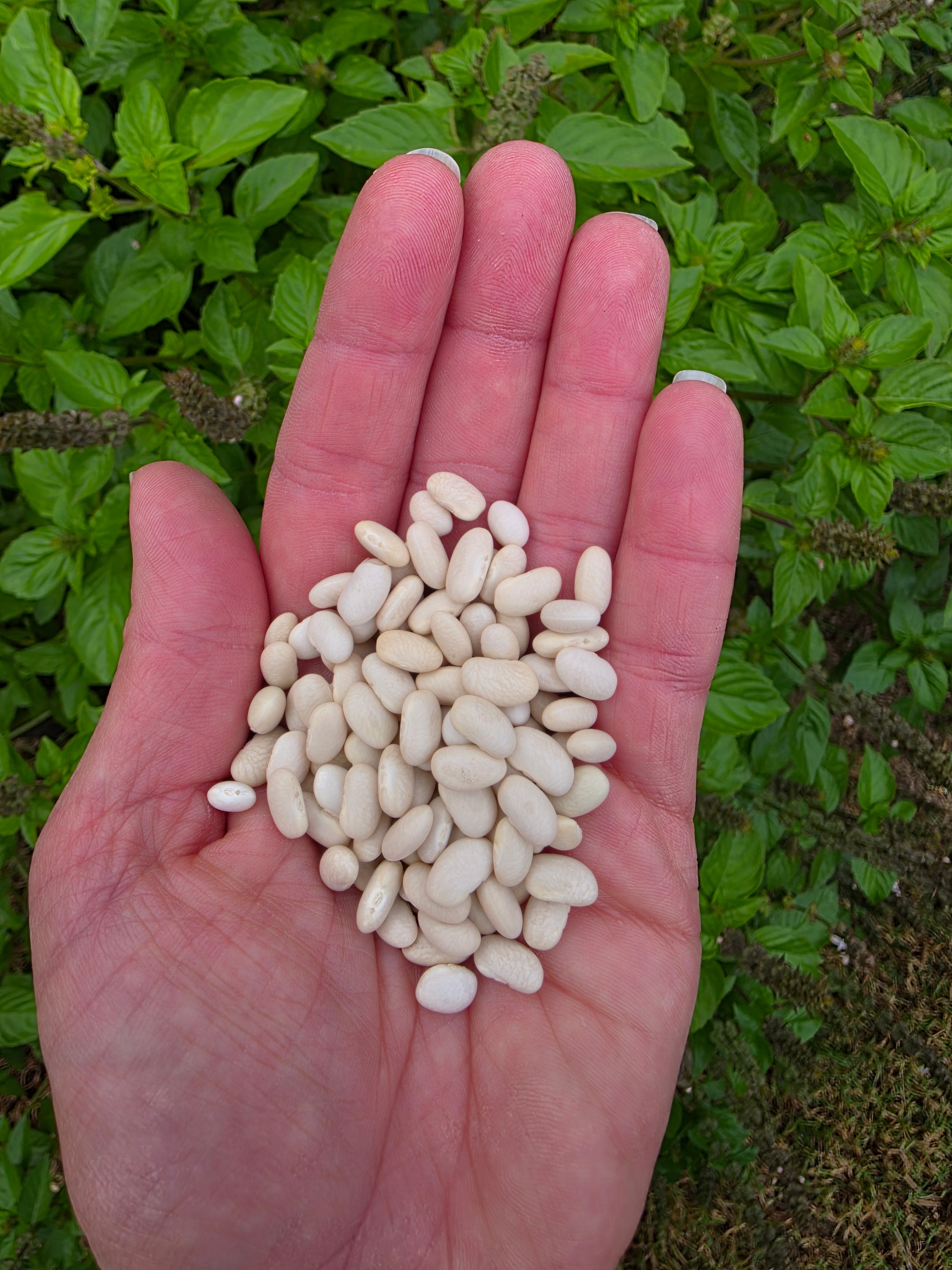 Chivo Blanco Bean – Mary's Heirloom Seeds
