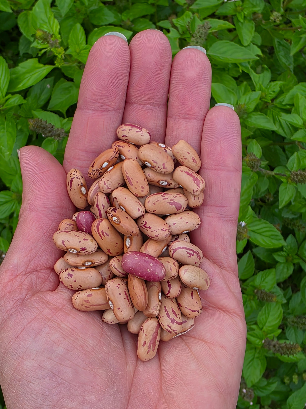 Borlotto del Valdarno Dry Bush Bean