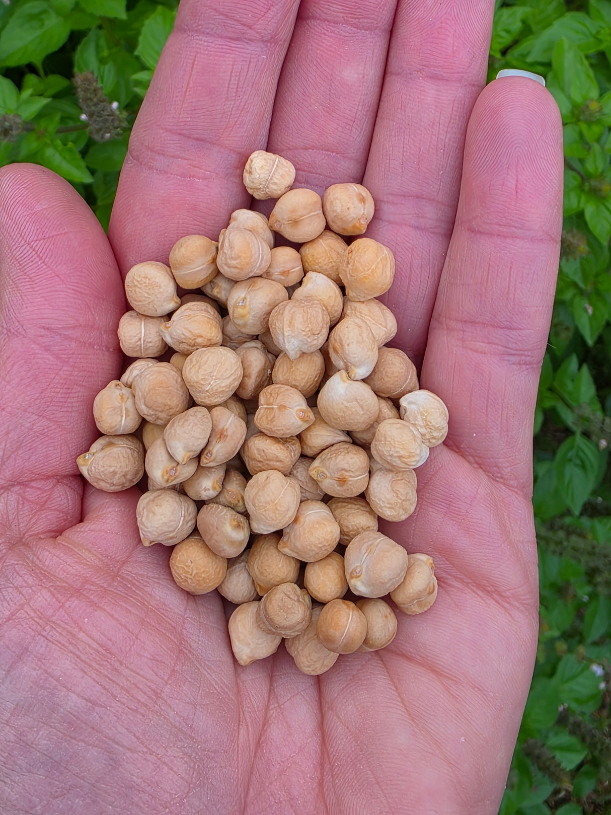 Garbanzo Pica Pardal Bean