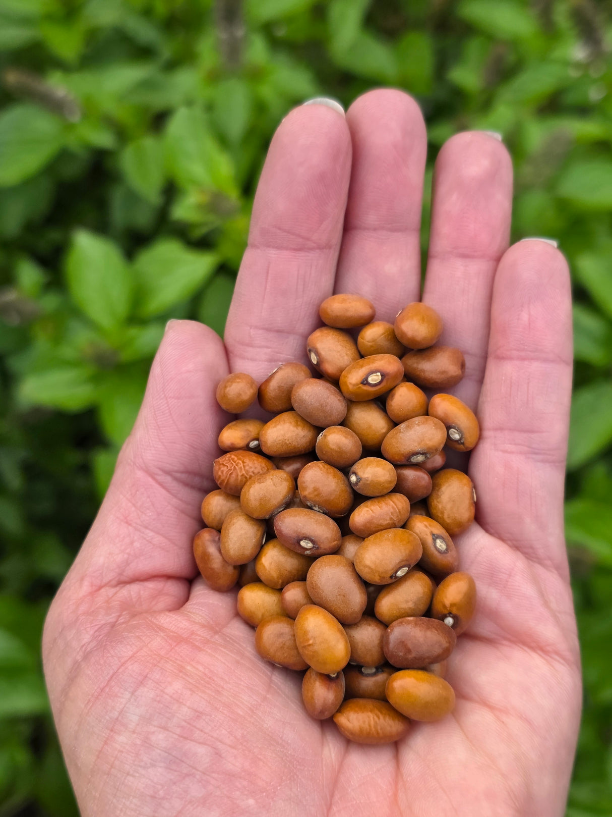 Marfax Dry Bush Bean