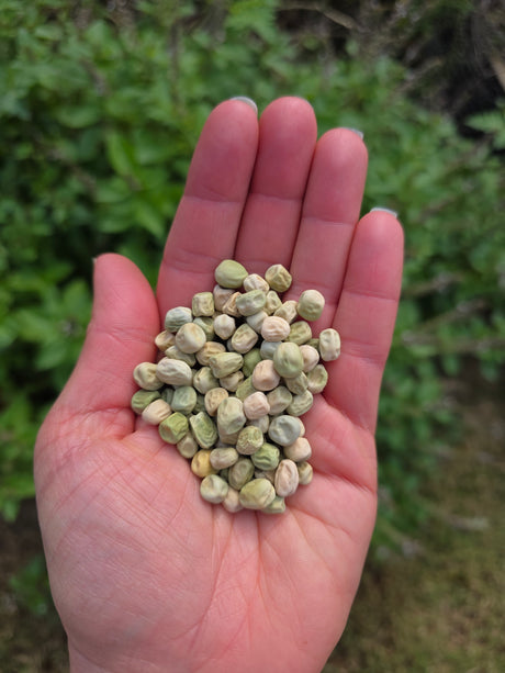 Opal Creek Snap Pea