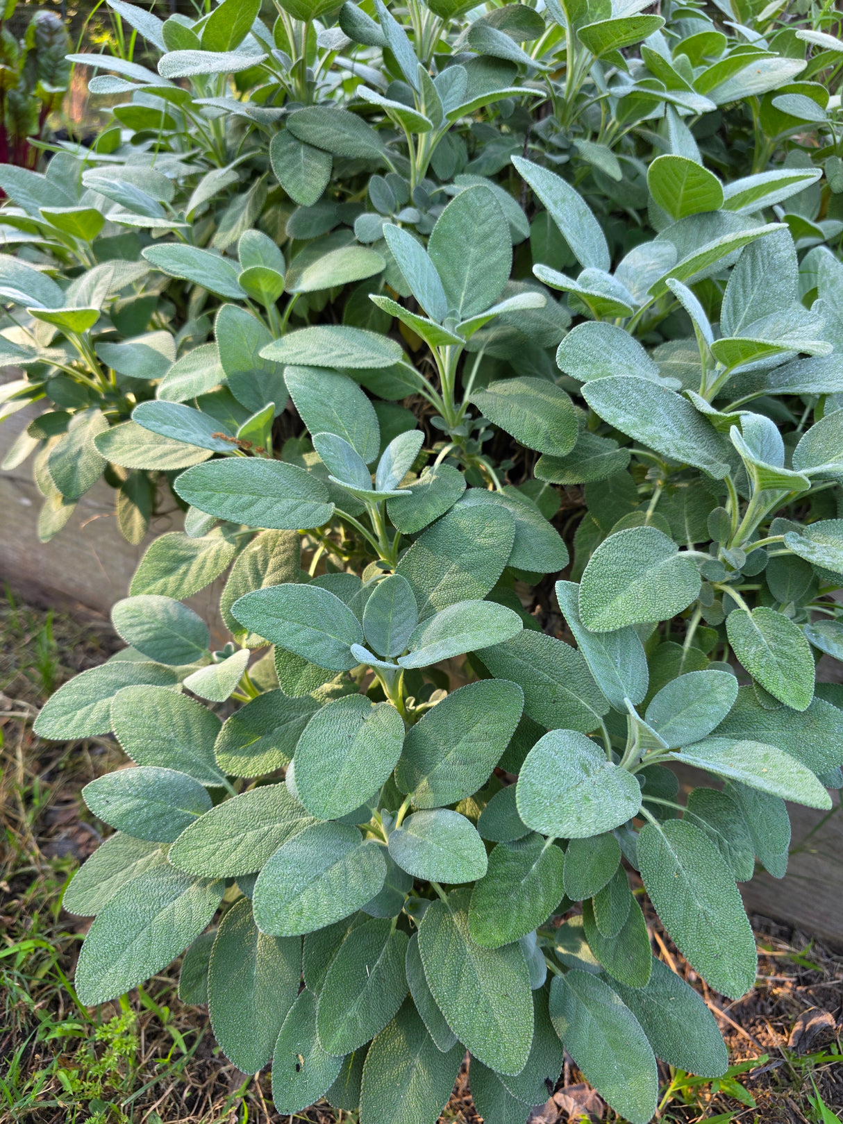 Sage