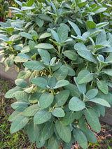 Sage