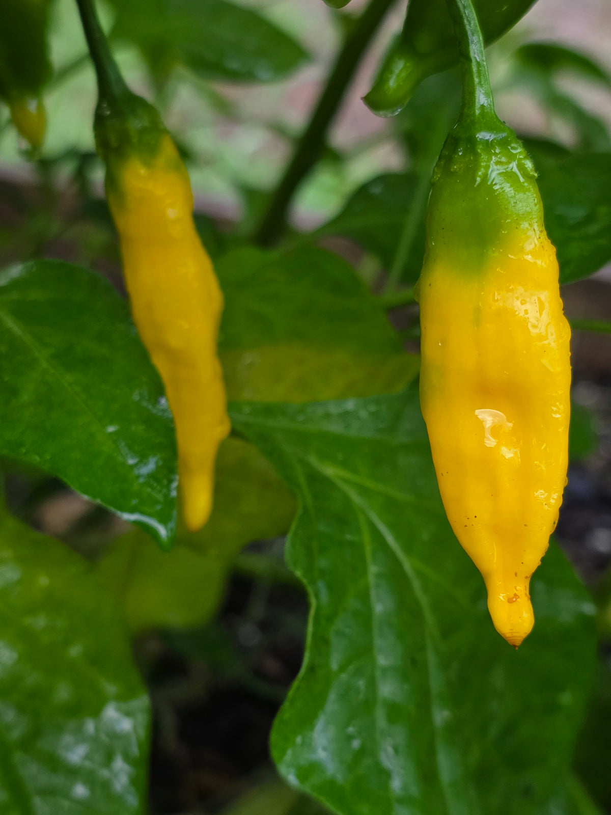 Lemon Drop Pepper
