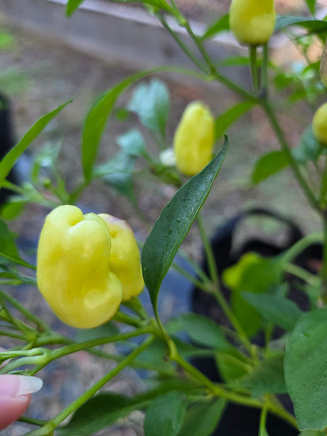 Sweet Pickle Pepper