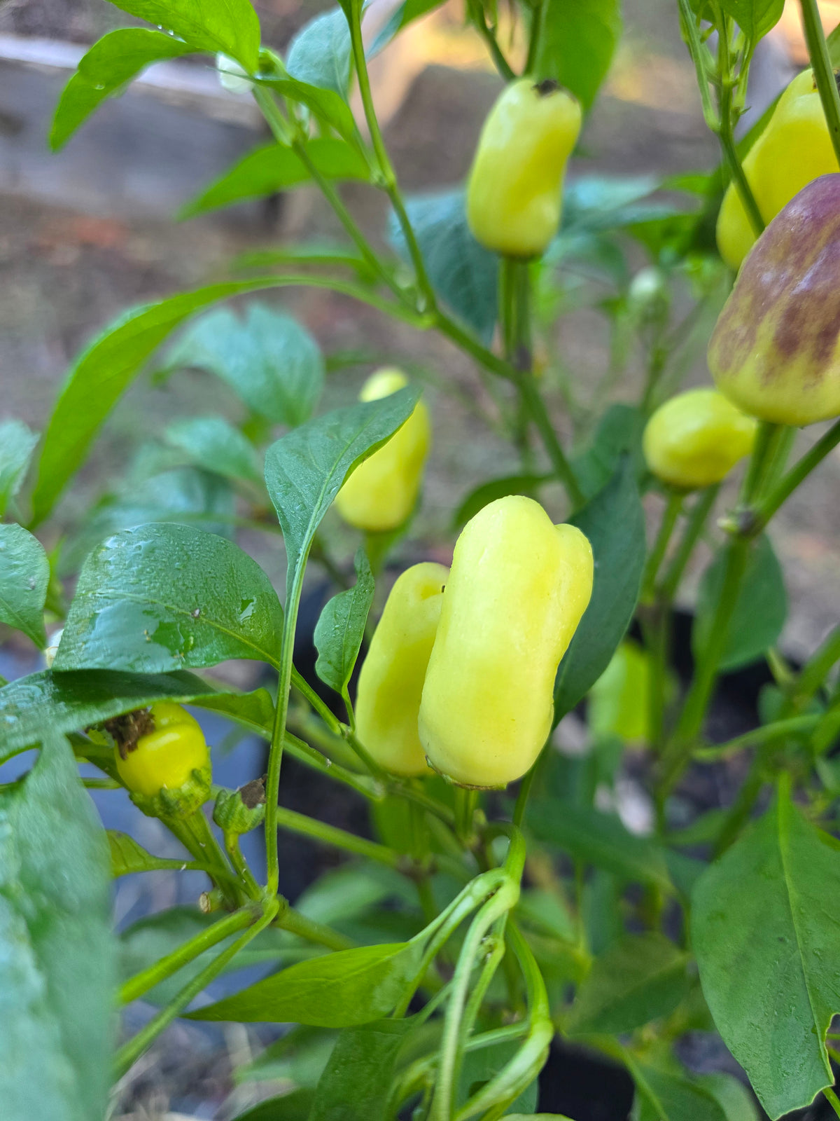 Sweet Pickle Pepper
