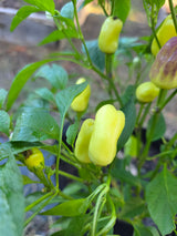 Sweet Pickle Pepper