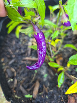 Buena Mulata Pepper