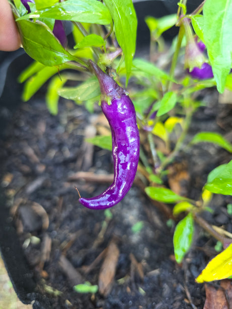 Buena Mulata Pepper