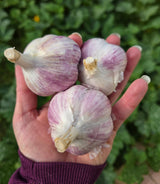 Music Garlic