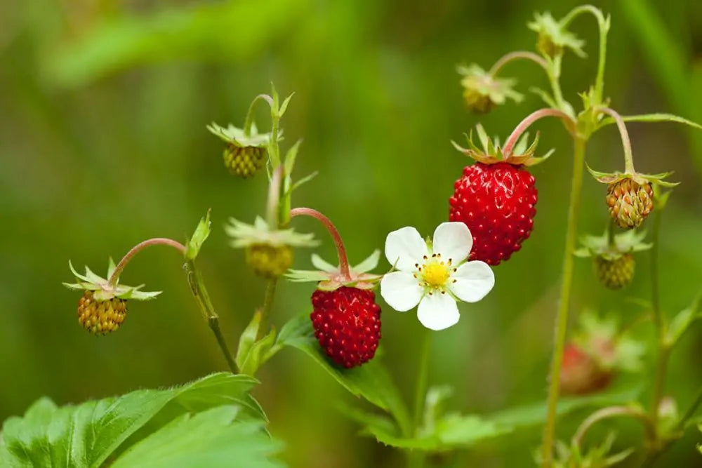Common Strawberry – Mary's Heirloom Seeds