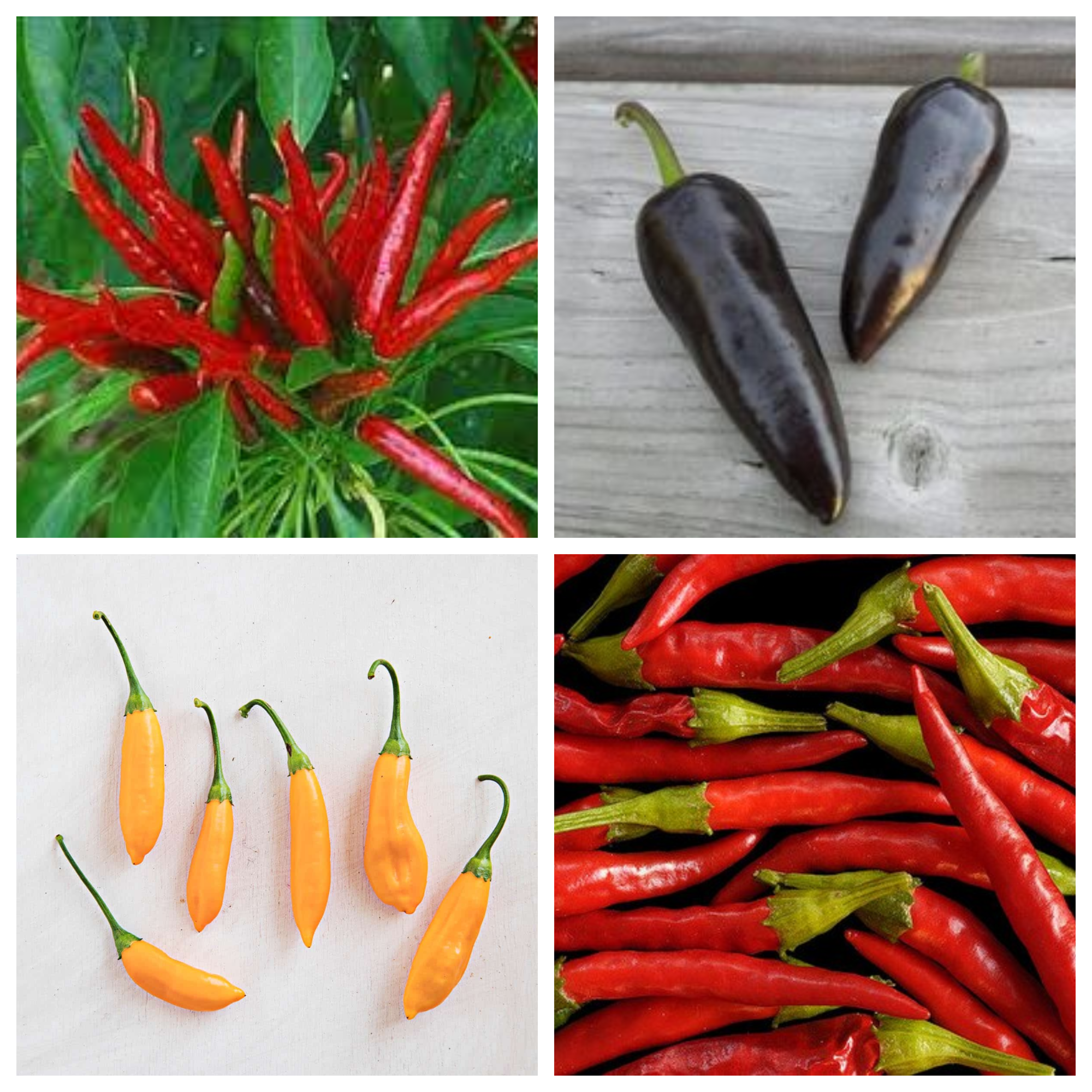 Hot Pepper Trio MIX – Mary's Heirloom Seeds