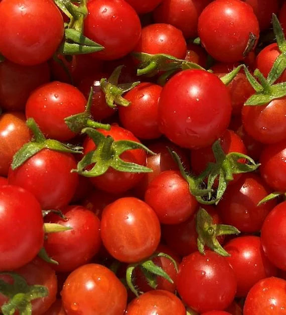 42 Day Tomato