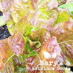 Merveille Des Quatre Saisons Lettuce