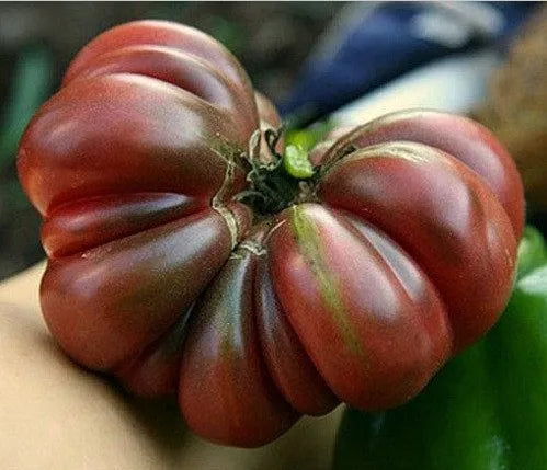 Purple Calabash Tomato
