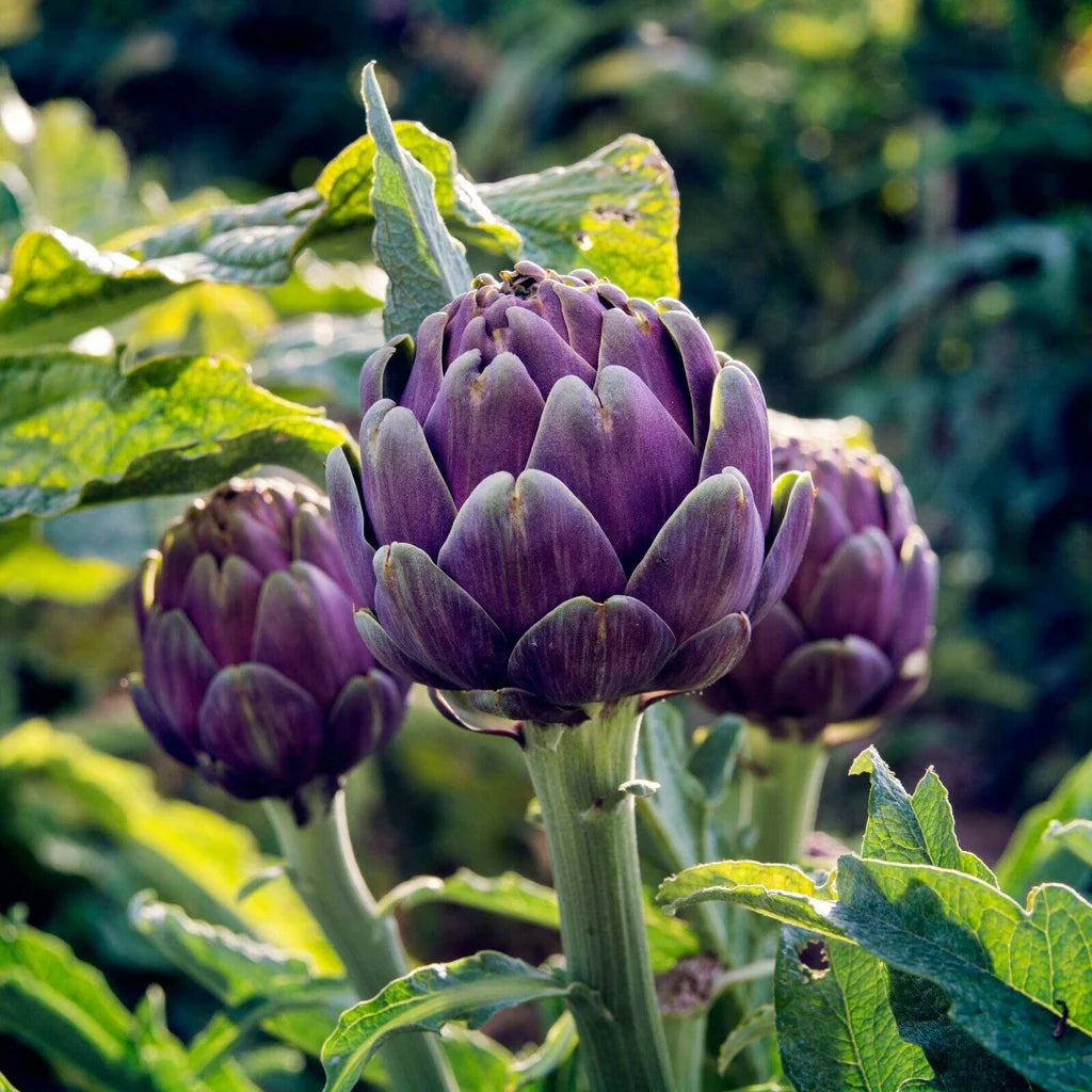 artichoke flower seeds Purple Romagna Artichoke