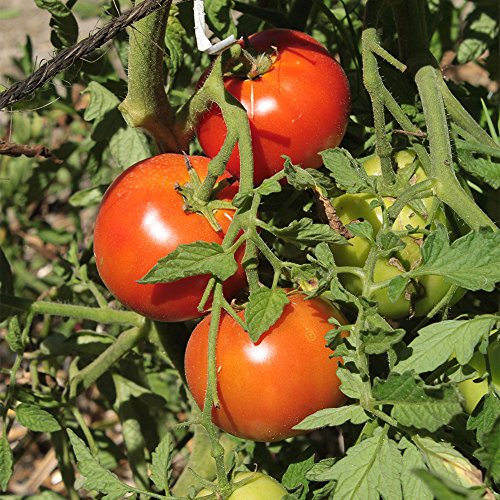 Super Sioux Tomato
