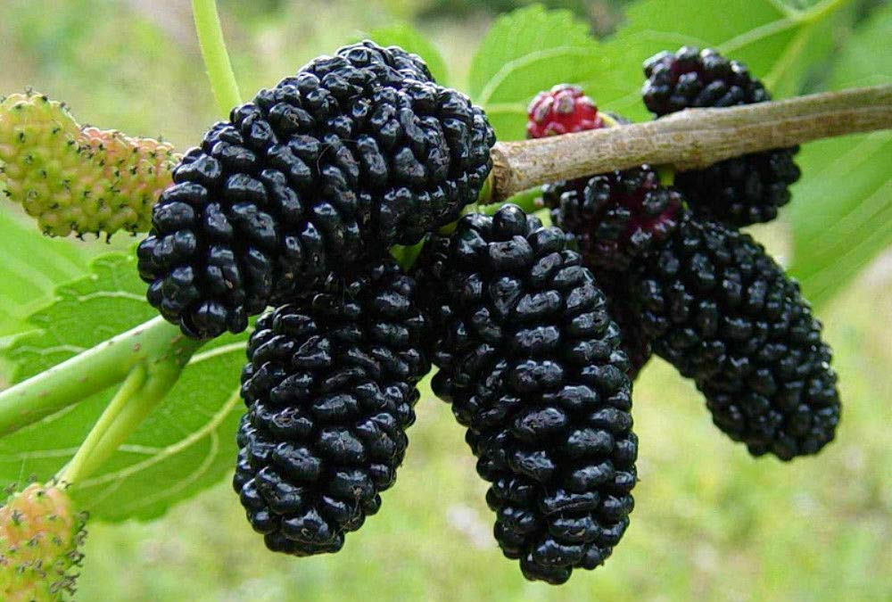 Black Mulberry – Mary's Heirloom Seeds
